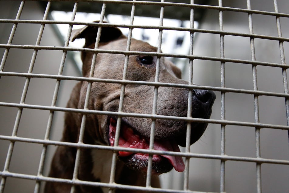Nicht immer ist es ratsam, Haustiere mit in den Urlaub zu nehmen. So sind beispielsweise in Dänemark sogenannte "Kampfhunde" - wie etwa Staffordshire Bullterrier - verboten.