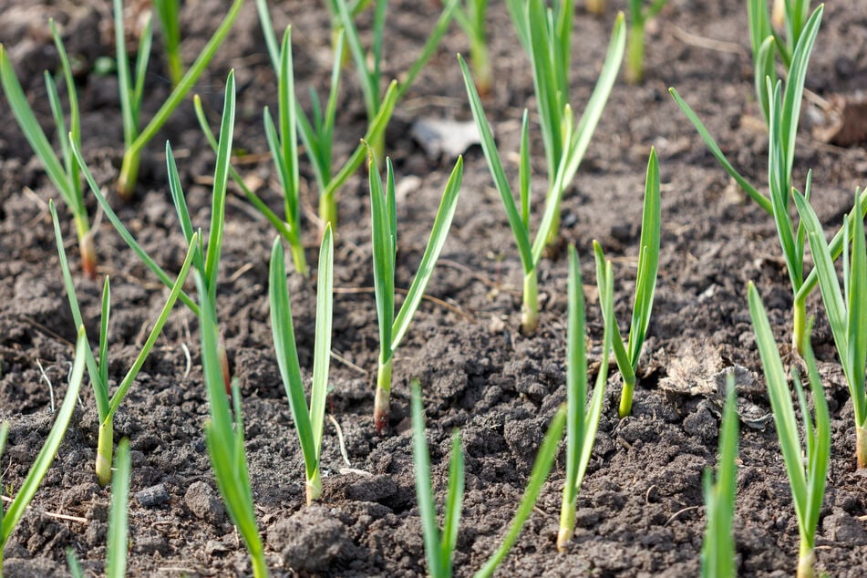 Wann Knoblauch ernten sinnvoll ist, erfährst Du in diesem Ratgeber.