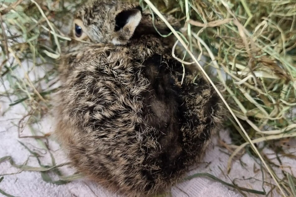 Einer der Hasen hat Verbrennungen durch die Flammen erlitten.