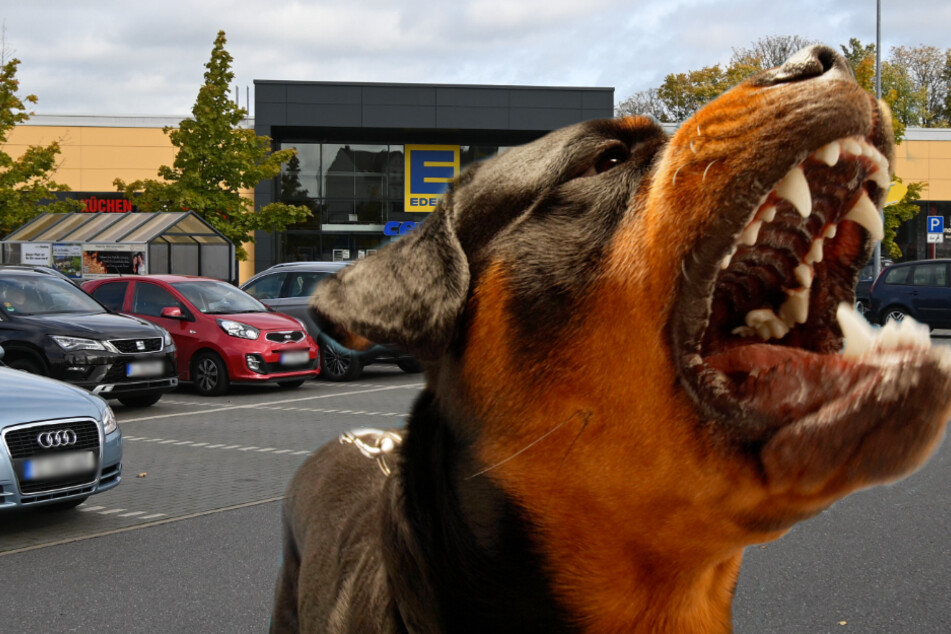 Streit um Parkplatz: Mann hetzt Rottweiler auf Behinderte