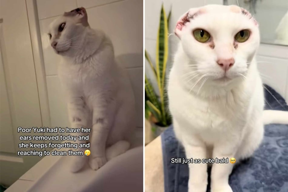 Cats take comfort in grooming their ears, but what happens if they have to have those adorable appendages removed? Yuki the kitty recently had to find out.