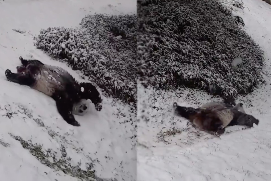 The National Zoo's pandas are having the time of their lives in the snow!