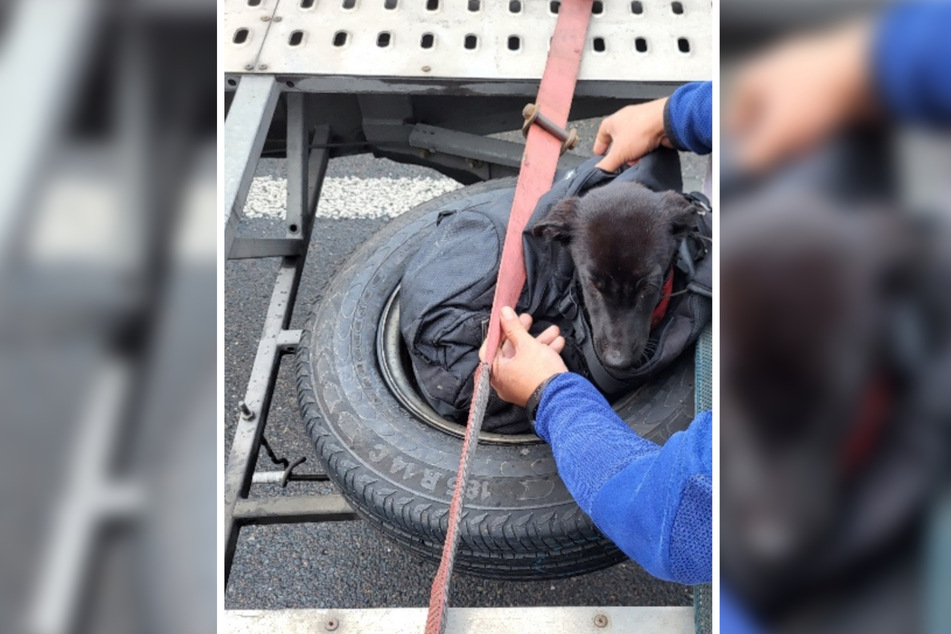 Auf ein Reserverad geschnallt, wurde der kleine Labrador-Welpe von der Polizei aufgefunden.