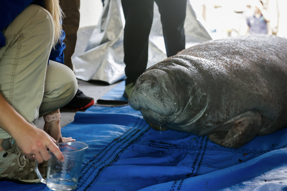 Members of the Tampa Manatee Rescue Team triage an unwell manatee.