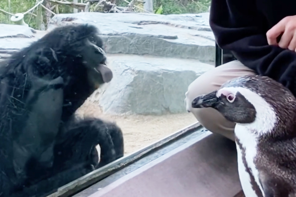 So Suss Gibbon Affe Trifft Erstmalig Auf Einen Pinguin 24