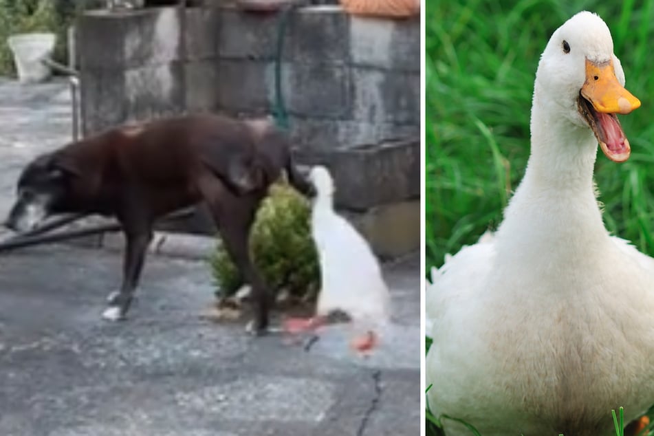 Der Hund, der gerade in aller Ruhe pinkeln will, wird plötzlich von der Ente angegriffen. (re., Symbolbild)