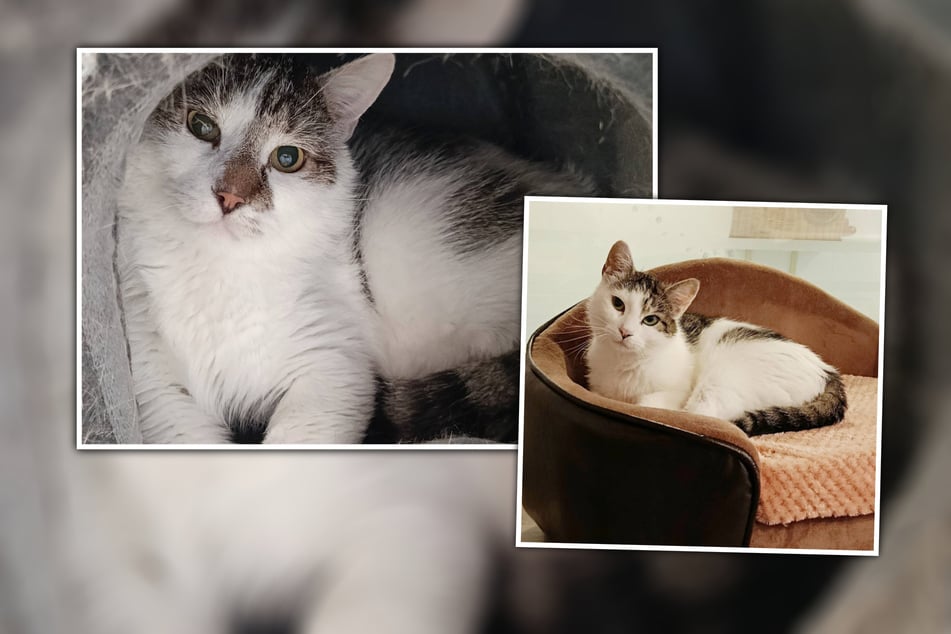 Bei Zora und Zeno handele es sich um Schattenkatzen, die besonders viel Zeit brauchen, um sich gegenüber Menschen zu öffnen.