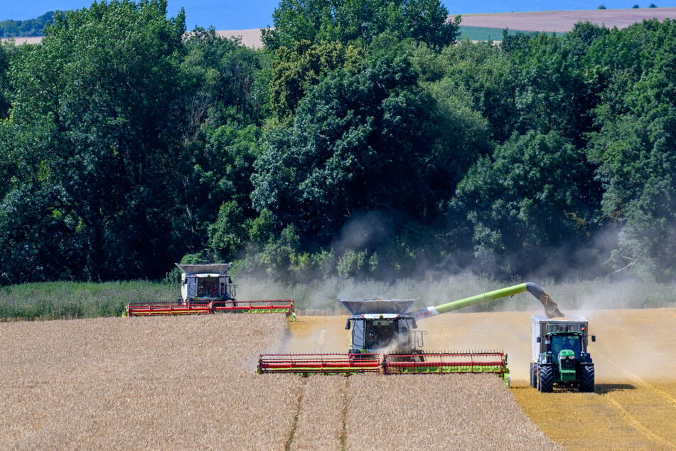 Ernte in Sachsen sollte gut ausfallen: Das ist jetzt aber noch nötig