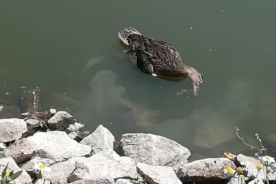 Bereits 2018 wurden innerhalb von zwei Wochen mehrere Dutzend tote Wildenten gefunden.