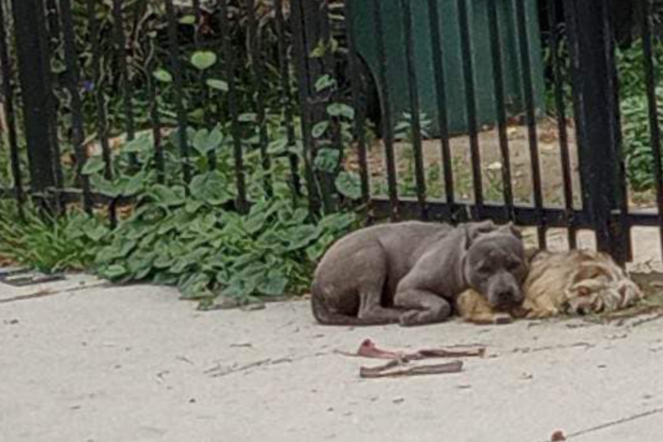 Frau will zwei Hunde von der Straße retten: Als sie näher kommt, wird ihr klar, was los ist