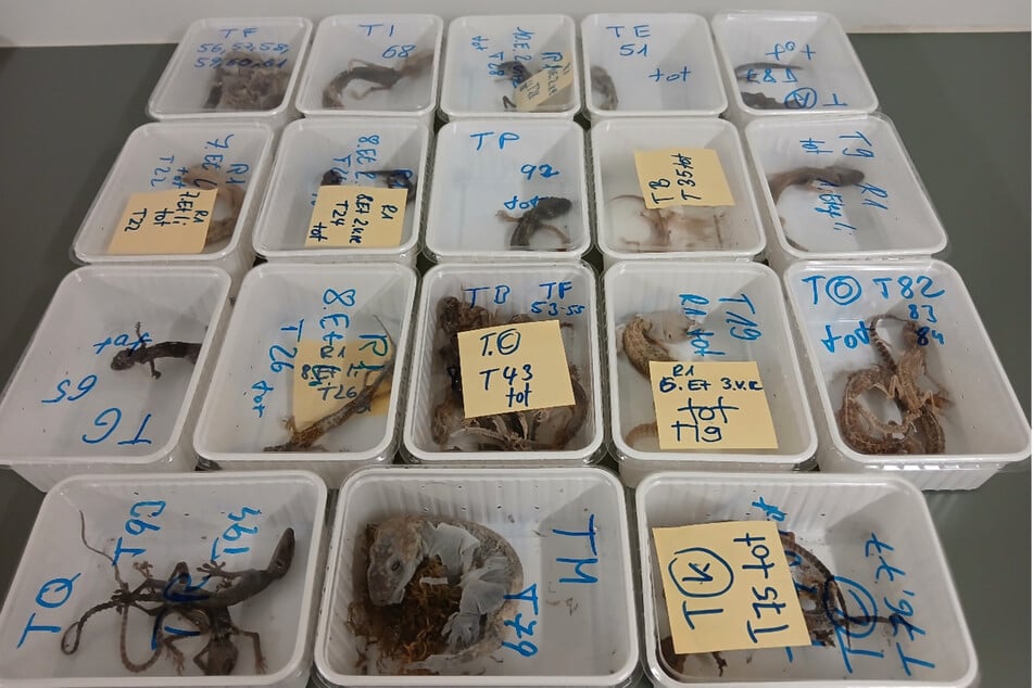 "Unerträgliche Zustände": 32 tote Geckos bei Halter in Unterfranken gefunden