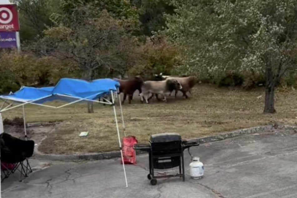 A parking lot of a shopping mall in Massachusetts was briefly transformed into a rodeo after nearly a dozen bulls escaped from an event nearby!