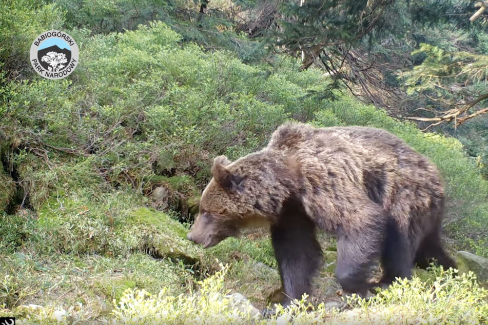 Im Nationalpark Babia Góra nahm eine Kamerafalle beeindruckende Bilder von dem stolzen Bären auf.