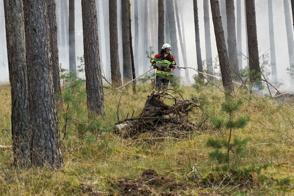 2500 Quadratmeter Wald brennen: Polizei ermittelt!