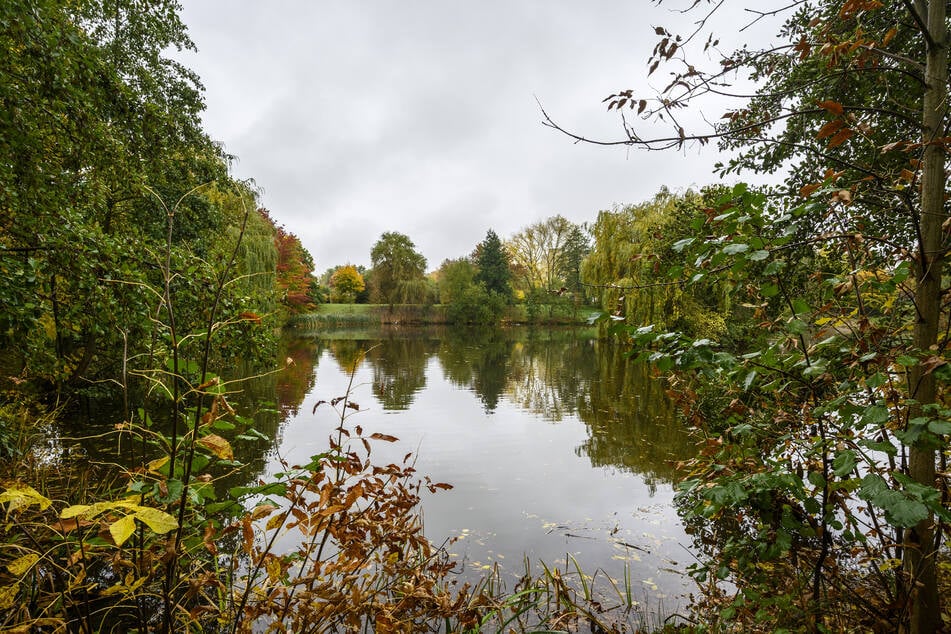 In Zwickau-Neuplanitz wimmelt es rund um den Teich von Ratten.
