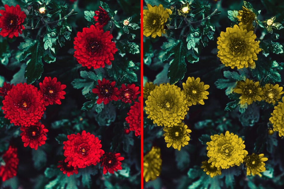 Rote Blumen (links) sind aus der Sicht einer Katze eher gelbe bis graue Blüten (rechts).