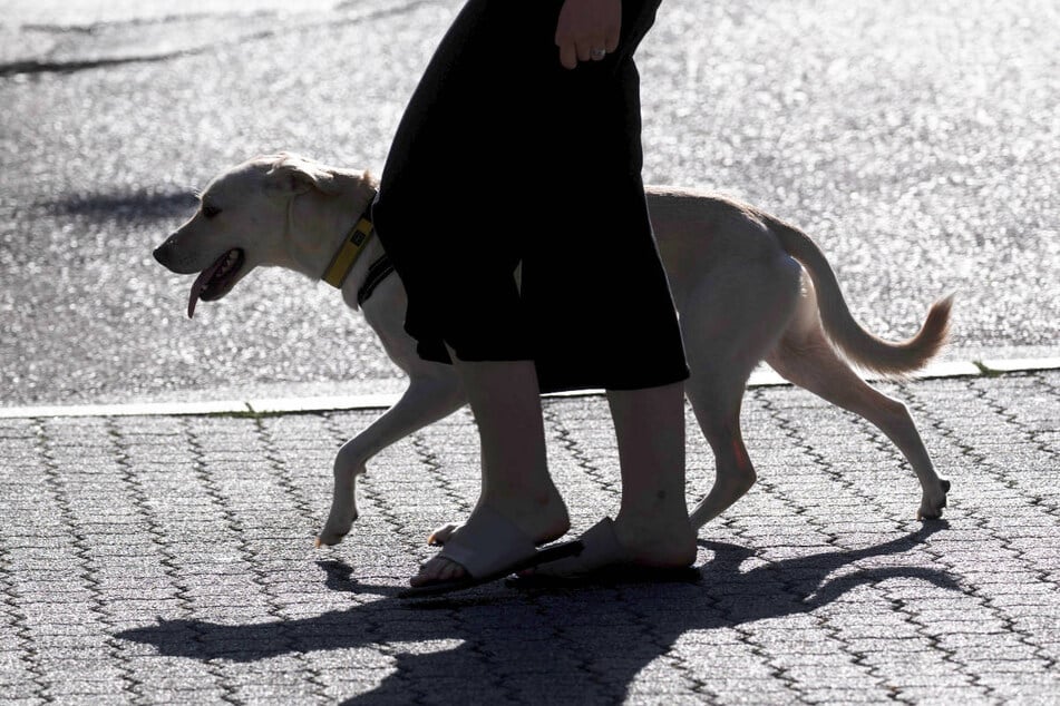 Hunde (und Katzen) mit kurzem, weißem Fell sind besonders anfällig für einen Sonnenbrand. (Symbolfoto)
