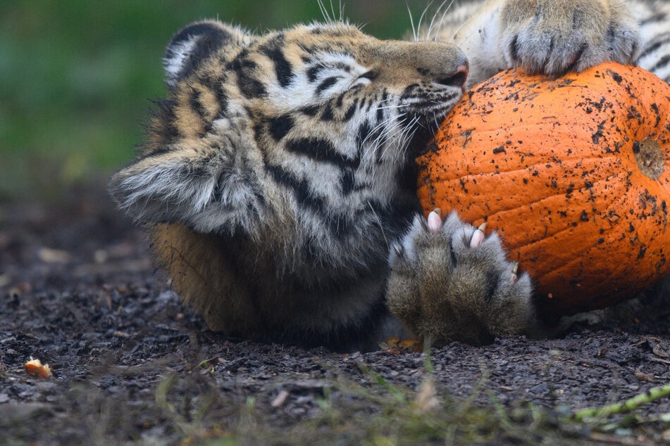 Aktion für Jung und Alt: Erster landesweiter Zootag in Sachsen-Anhalt