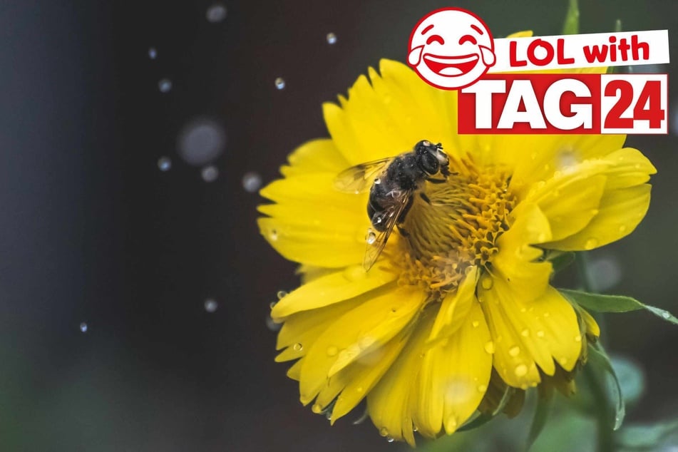 Joke of the Day for March 18, 2026: Buzz buzz!