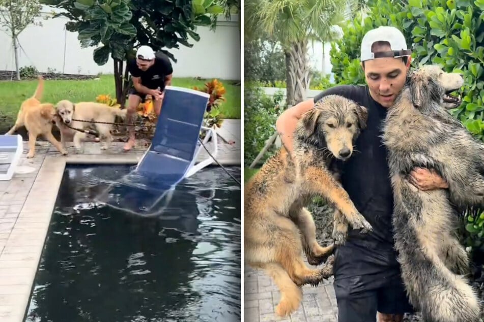 Die Golden Retriever Bauer und Goose sorgen in einem viralen TikTok-Video für mächtig Chaos.