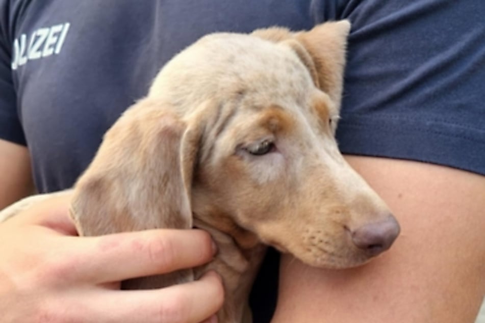 Die Bundespolizei hat einen Transporter mit fünf Hundewelpen unter die Lupe genommen. Am Ende wurden Fahrer und Hunde zur Dienststelle gebracht.