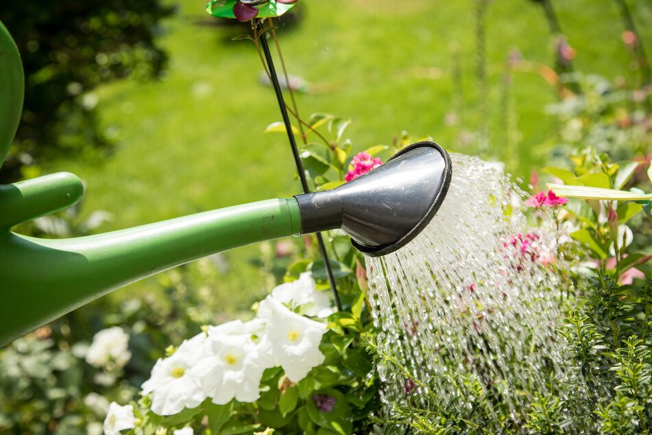 When caring for plants, NABU President Rene Seifert recommends watering as selectively as possible, preferably in the morning or evening.