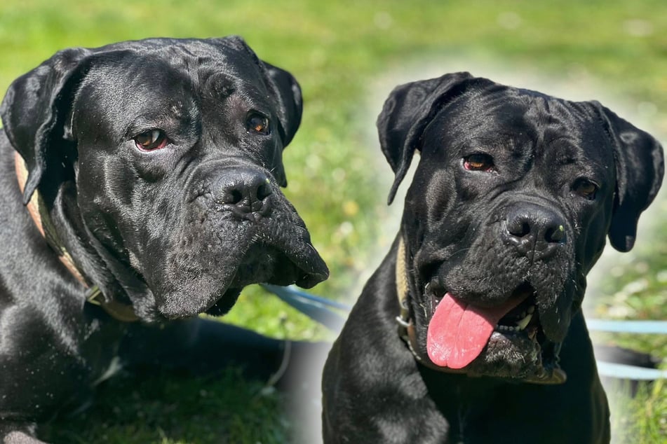 Géant doux : imposant chien au cœur tendre espère un heureux dénouement