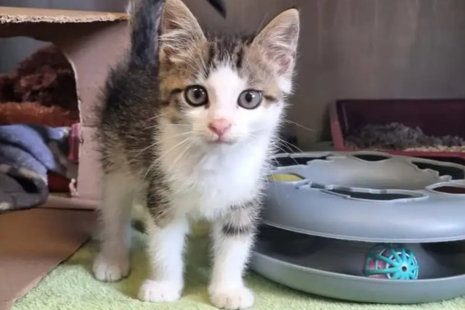 Kurt braucht einen gleichaltrigen Kater für seine Entwicklung.