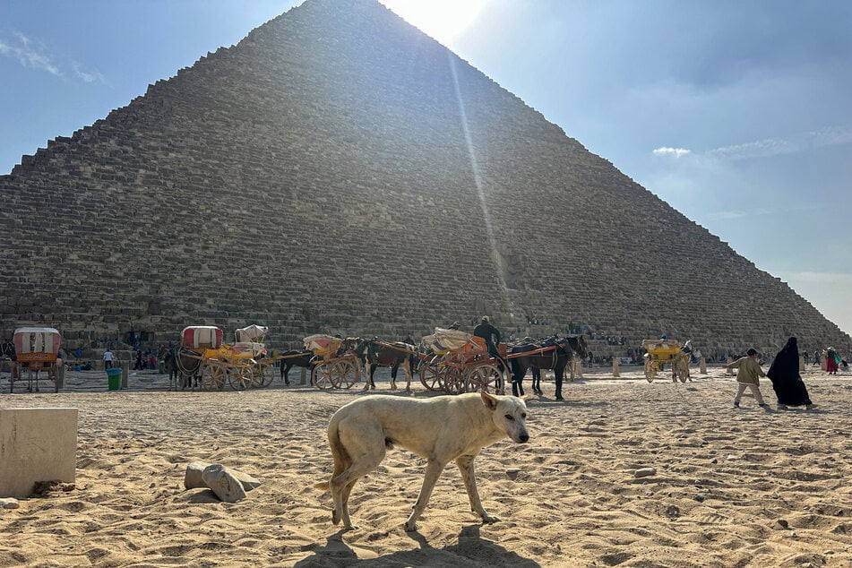 Beneath the blazing Egyptian sun, crowds at the Giza Pyramids gazed up at the ancient wonders, but some had their eyes peeled for a new attraction... puppies!