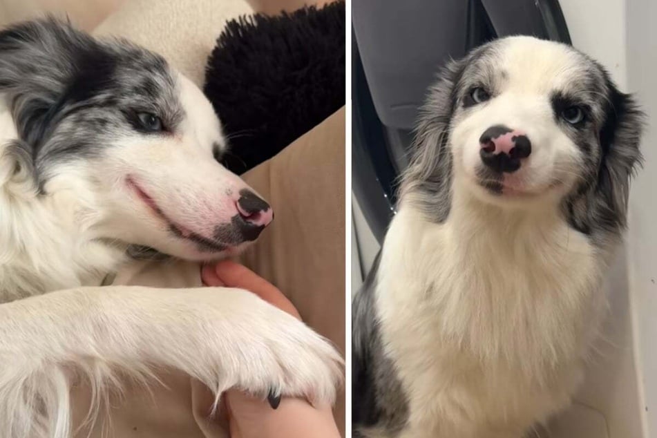 The star-shaped spot on the dog's nose also makes the four-legged friend unique.