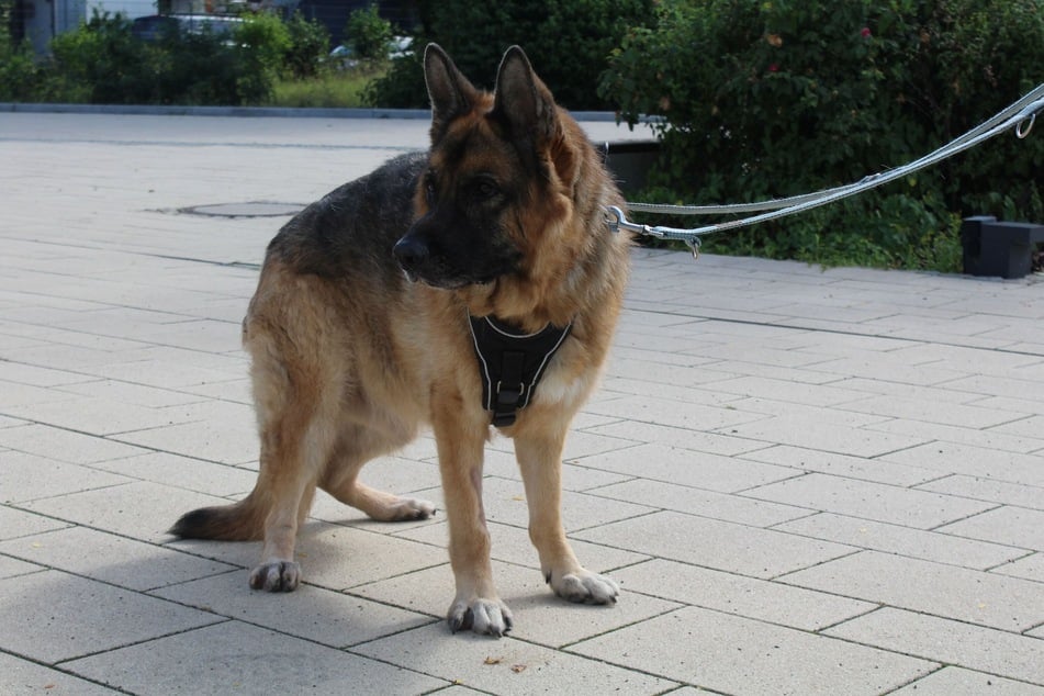 Wie viele Schäferhunde hat Rex Probleme mit seiner Wirbelsäule.
