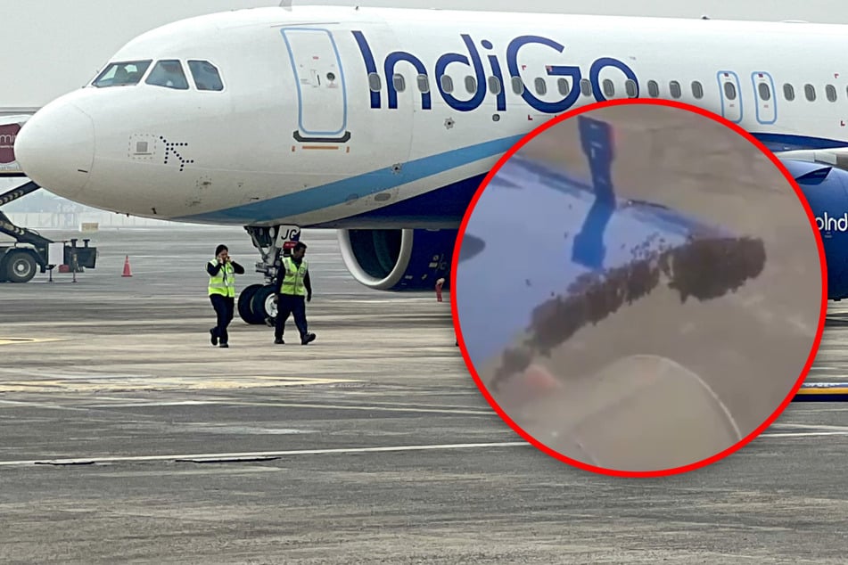 Avión listo para despegar, pero entonces pequeños animales causan caos