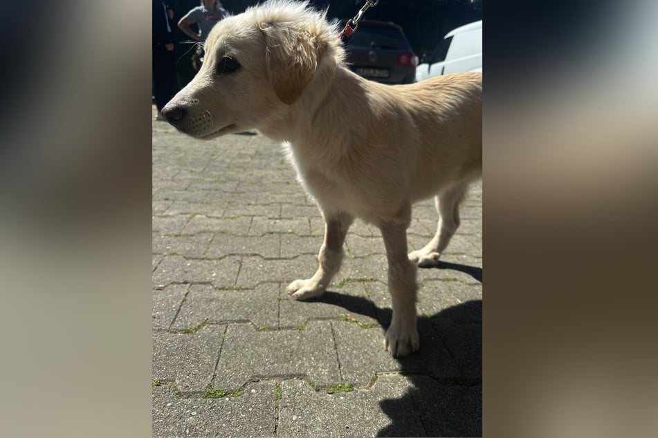 Die Polizei sucht nach Zeugen, die den Hundebesitzer kennen.