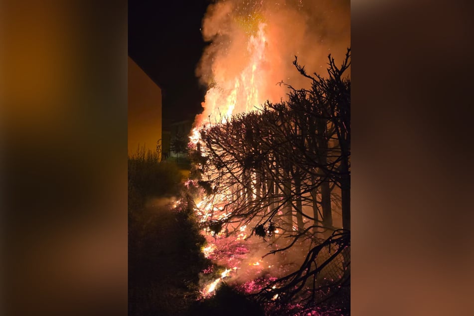 Eine der Thuja-Hecken, die bei der Brandserie im Gebiet Kamenz abfackelte.