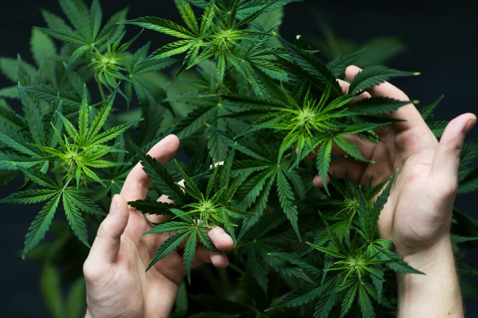 Dank dem Einsatz von Cannabisöl konnte Hannah Deacons Sohn Alfie seine Epilepsie in den Griff bekommen.