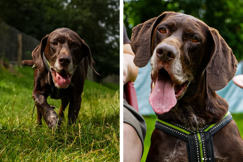 Theo liebt es, mit seinen Menschen unterwegs zu sein. Doch auch für lange Schläfchen ist er zu haben.