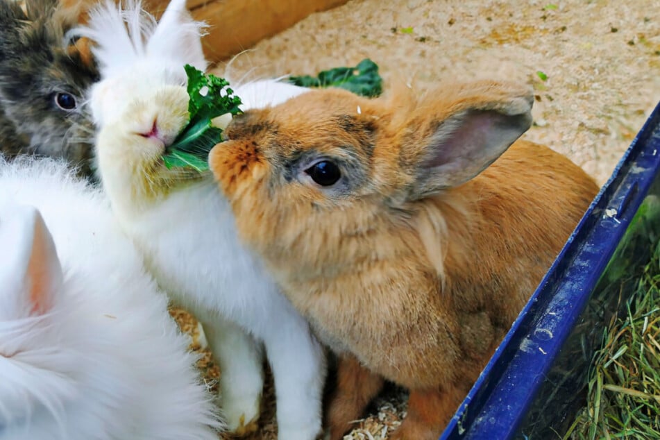 Amor fraternal: Los conejos pueden adoptarse individualmente, en grupo o en parejas.