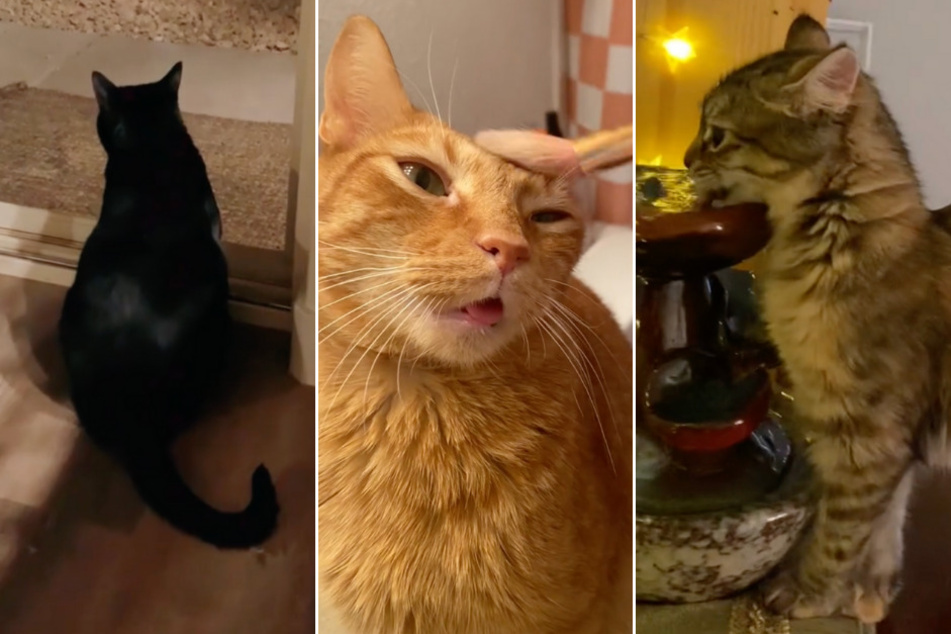 These three charming cats have taken TikTok by storm with their hilarious antics, funny sounds, and pure chaotic nature.