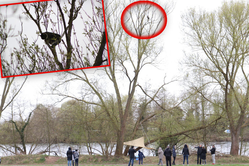 Katze klettert auf 18 Meter hohen Baum und schwebt in Lebensgefahr