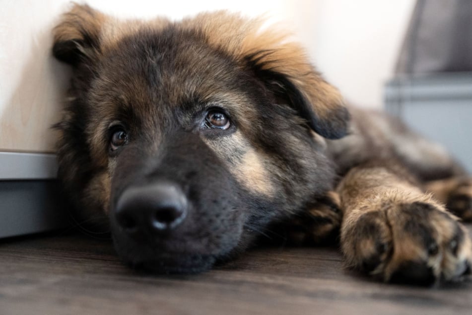 Schäferhund-Welpe "Al Capone" liegt in einem Büro der Bewährungshilfe Stuttgart e.V.. Therapiehund "Al Capone" soll nach seiner Ausbildung vor allem im Umgang mit Gewalt- und Sexualstraftätern eingesetzt werden.
