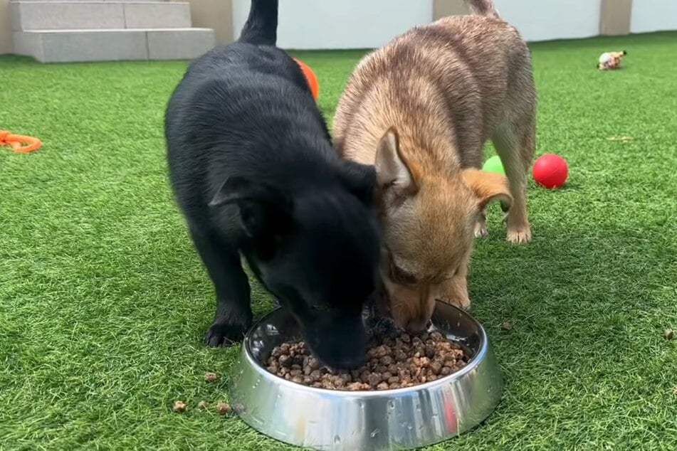 Glücklich am Futternapf. Die Welpen sind jetzt in besten Händen.