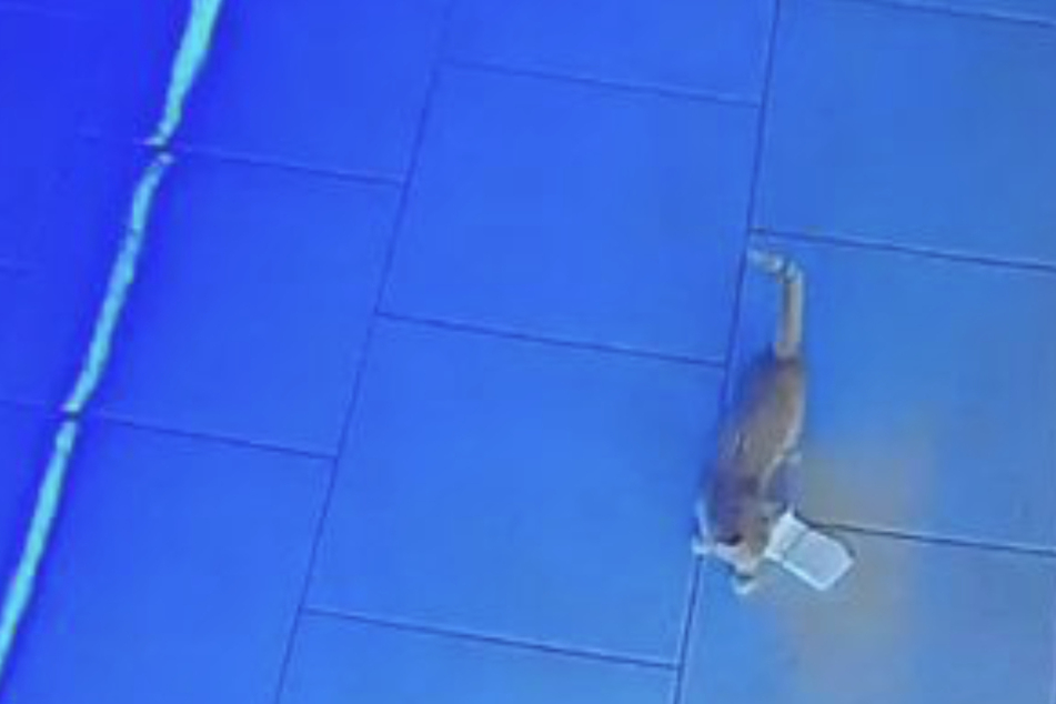 Beim ersten Streifzug lässt die Katze aus Versehen ihre Beute fallen.