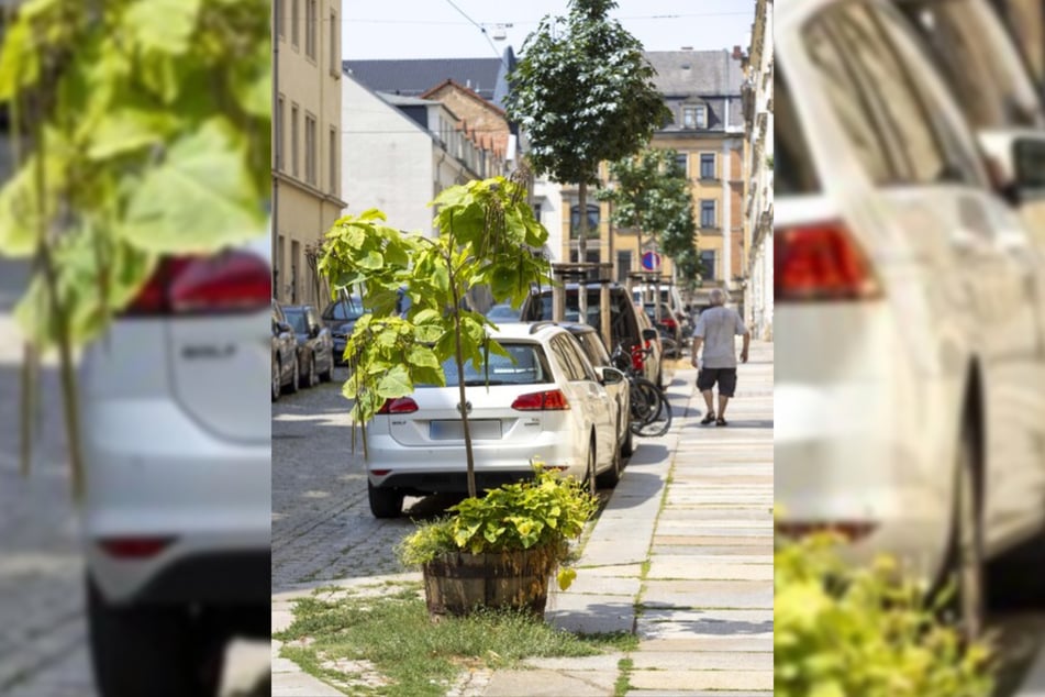 Mit diesem Trompetenbaum im Holzbottich begann alles. Die Straßenbäume im Hintergrund gehören nicht zur Prießnitzstraße.