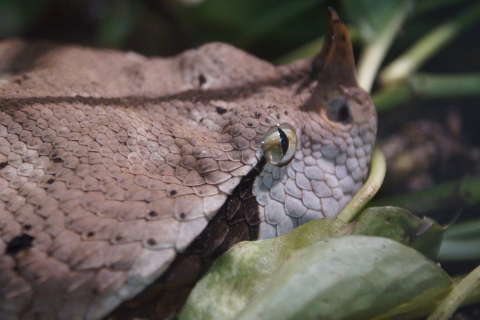 Die Westliche Gabunviper gehört zu den längsten und schwersten Giftschlangen der Welt. Ein Biss reicht aus, um einen Menschen zu töten.