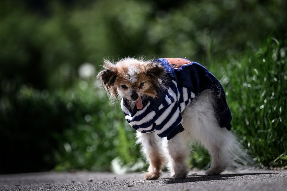 Lazare, a Continental Toy Spaniel Papillon said to be the world's oldest dog born in 1995, looks on, in Villy le Pelloux, eastern France, on May 12, 2026.