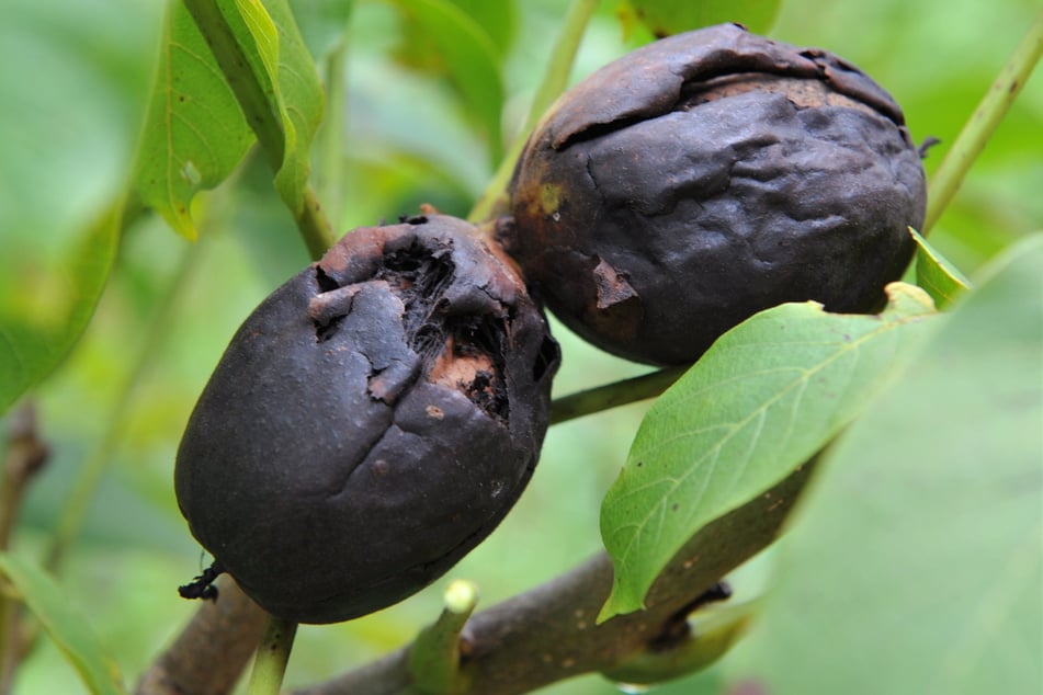 Hängen am Walnussbaum schwarze Nüsse, ist das ein Anzeichen eines Walnussfruchtfliegenbefalls.