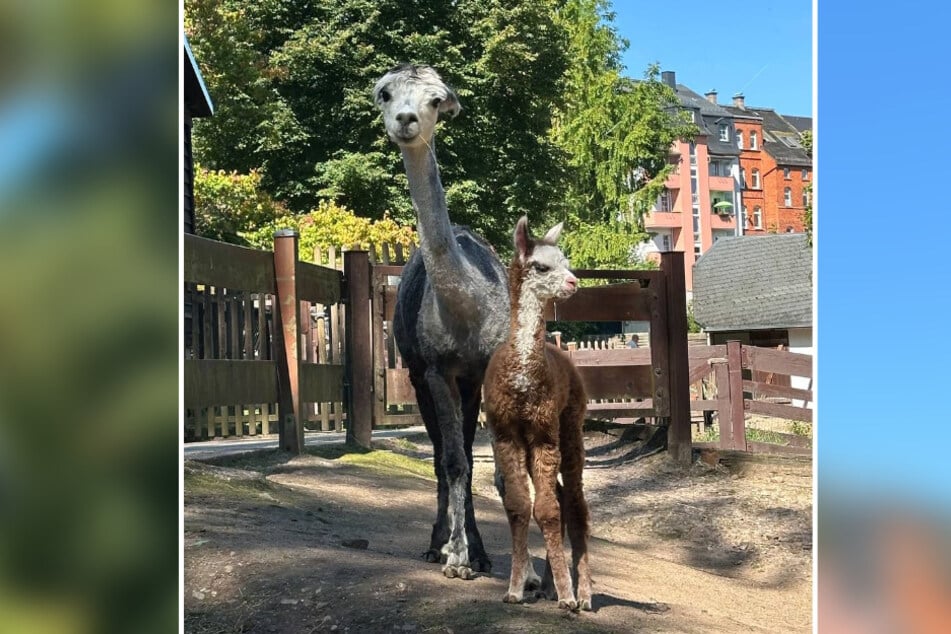 Mutter Greynada (4) und ihre Tochter Gerda-Giraffe.