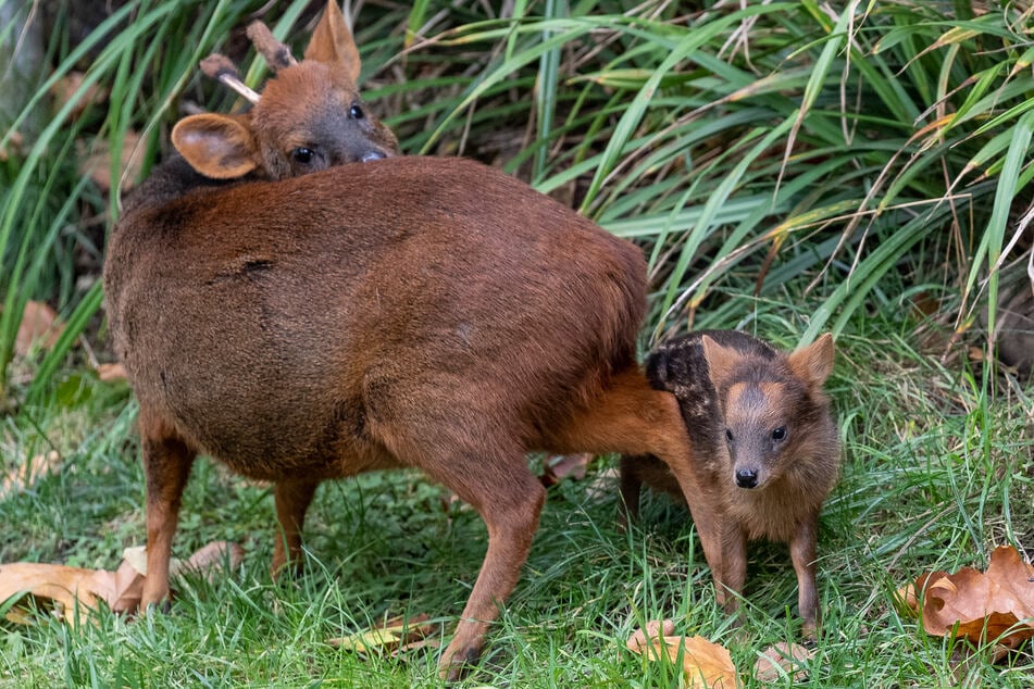 Nachwuchs im Pudu-Gehege: Der Kölner Zoo freut sich über das Jungtier, das zur kleinsten Hirschart der Welt gehört.
