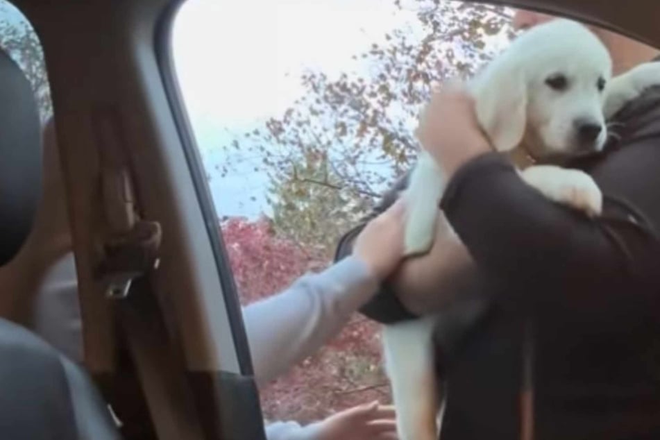 Dog dad is overwhelmed with emotion when he is gifted the puppy his wife made him leave behind