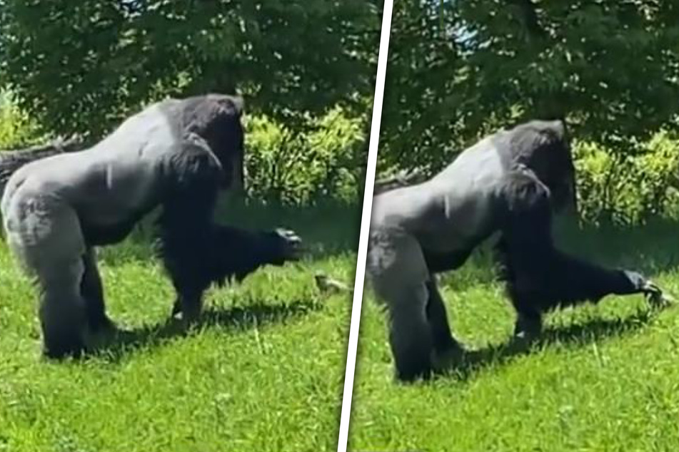 Gorilla trifft auf Murmeltier - was dann passiert, lässt Herzen schmelzen